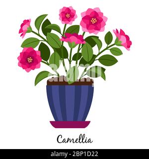 Camellia plant in pot isolated on the white background, vector illustration Stock Vector