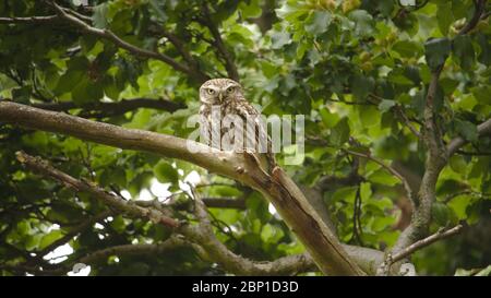 Little owl in Wanstead Flats Stock Photo