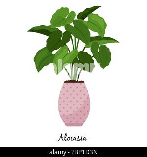 Alocasia plant in pot isolated on the white background, vector illustration Stock Vector