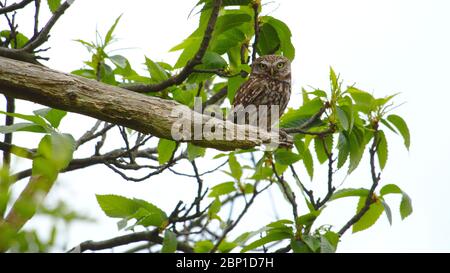 Little owl in Wanstead Flats Stock Photo