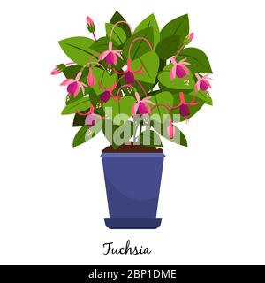 Fuchsia plant in pot isolated on the white background, vector illustration Stock Vector