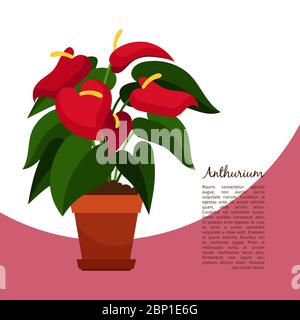 Anthurium indoor plant in pot banner template, vector illustration Stock Vector