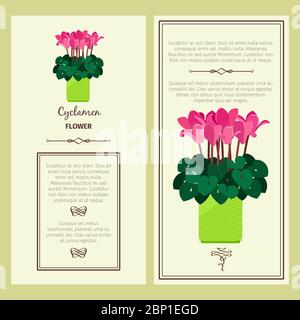 Cyclamen flower in pot vector advertising banners for shop design Stock Vector