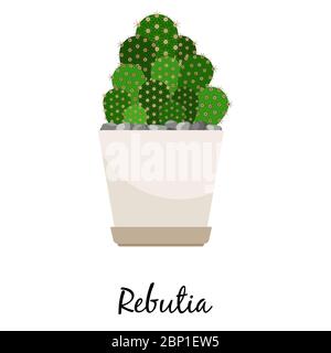Rebutia cactus in pot isolated on the white background, vector illustration Stock Vector
