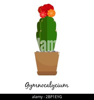 Gymnocalycium cactus in pot isolated on the white background, vector illustration Stock Vector