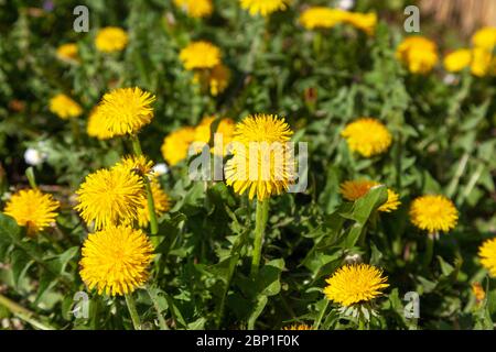 Flowers of Taraxacum officinale, the common dandelion Stock Photo