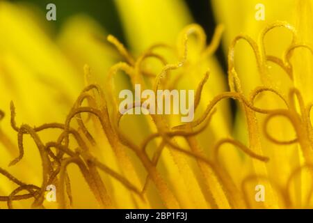 Extreme close-up view of thestamens in the flower of Taraxacum officinale, the common dandelion Stock Photo