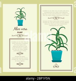 Greeting card with aloe vera decorative plant, square frame. Vector illustration Stock Vector