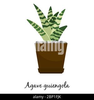 Agave guiengola cactus in pot isolated on the white background, vector illustration Stock Vector