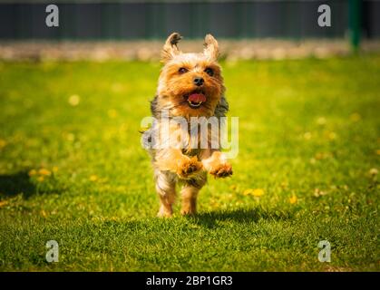 An amazing Yorkshire Terrier is having fun running and jumping towards camera. Stock Photo