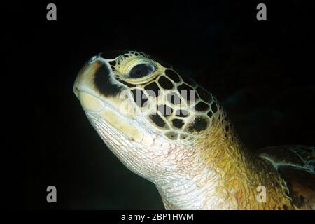 Close-up of a Green Turtle (Chelonia mydas), with Black Background. Dampier Strait, Raja Ampat, Indonesia