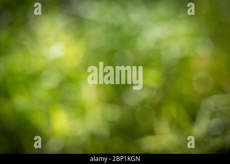 abstract green background Stock Photo