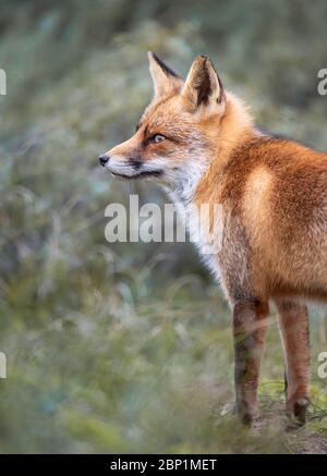 Zandvoort, Holland, Sunset on the Amsterdam Coast with a European Red Fox Stock Photo