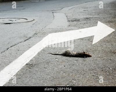 Body of a dead possum hitted by a car on the road next to a white turn right arrow on the pavement Stock Photo