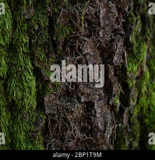 Rough bark on the mossy surface. Dark brown. Close up. Stock Photo