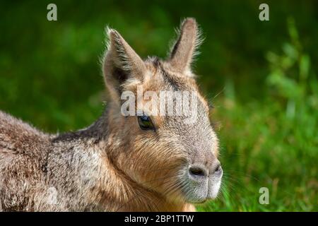 Patagonian mara (Dolichotis patagonum) large rodent, family: Caviidae, region: Argentina, Chile Stock Photo