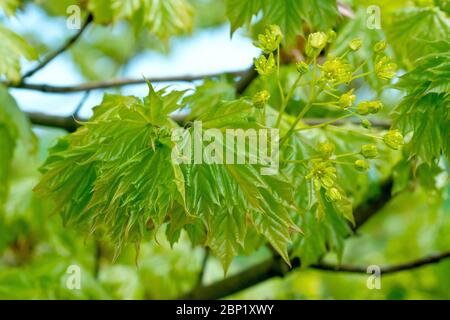 Norway Maple (acer platanoides), close up of a group of freshly emerged leaves with a spray of flowers. Stock Photo