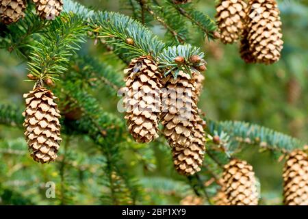 Sitka Spruce (picea sitchensis), close up of several mature cones hanging on the branches of a tree. Stock Photo