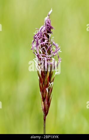 Sweet Vernal-grass (anthoxanthum odoratum), close up of the head of a single stalk of grass in flower, isolated against a plain background. Stock Photo