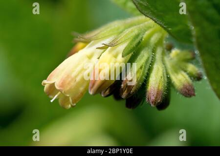 Comfrey, most likely Tuberous Comfrey (symphytum tuberosum), close up of a single flower head, isolated using shallow depth of field. Stock Photo