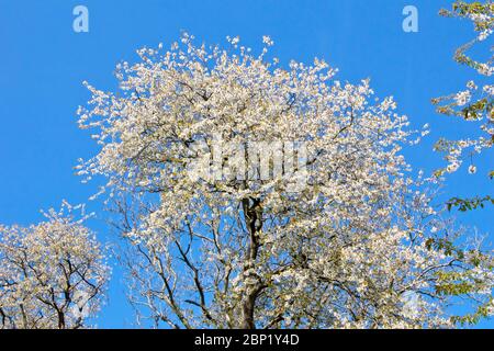A Wild Cherry tree (prunus avium) in full blossom against a clear blue spring sky. Stock Photo