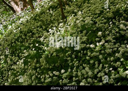 Ramsons grow profusely in deciduous woodlands in spring infusing the air with a distinctive smell of onion or garlic. Stock Photo