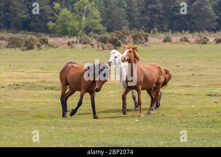 Ogdens, Frogham, Fordingbridge, Hampshire, UK, 17th May 2020, Weather. Warm spring sunshine on the first Sunday after the coronavirus lockdown restrictions were eased. Frisky young New Forest ponies have not heard about the social distancing rules though. Credit: Paul Biggins/Alamy Live News