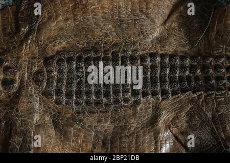 crocodile leather texture close-up Stock Photo