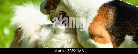 Two dogs playing together on grass. Beagle and pomeranian having lots of fun. Stock Photo