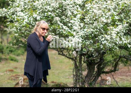 Woman smelling flowers on a crab apple tree (Malus sylvestris) Stock Photo