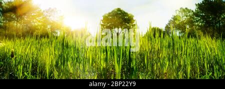 Abstract summer background. Green grass on a background of sunset forest and sun flare. Stock Photo