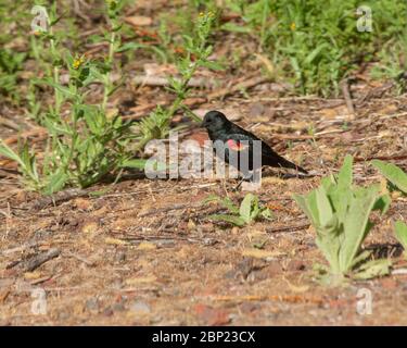 A male red-winged blackbird (Agelaius phoeniceus) looking for food on the ground. Stock Photo
