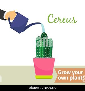 Hand with watering can pours cereus vector illustration for flower shop Stock Vector