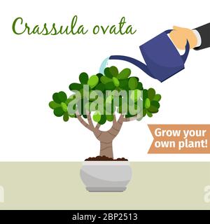 Hand with watering can pours crassula ovata vector illustration for flower shop Stock Vector