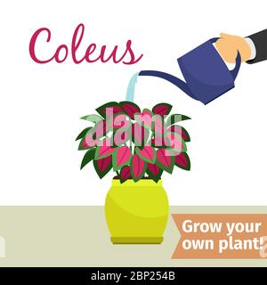 Hand with watering can pours coleus vector illustration for flower shop Stock Vector