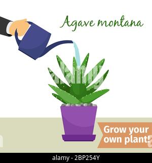 Hand with watering can pours agave montana vector illustration for flower shop Stock Vector