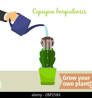 Hand with watering can pours copiapoa barquitensis vector illustration for flower shop Stock Vector