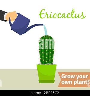 Hand with watering can pours eriocactus vector illustration for flower shop Stock Vector