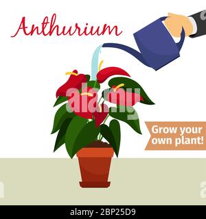 Hand with watering can pours anthurium vector illustration for flower shop Stock Vector