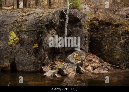 A birch tree grows out of a cleft formed when Canadian Shield split and tumbled rock into a pond. Stock Photo