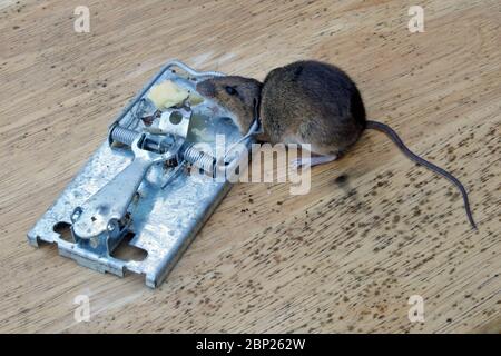 https://l450v.alamy.com/450v/2bp262w/mouse-killed-in-a-metal-mouse-trap-2bp262w.jpg