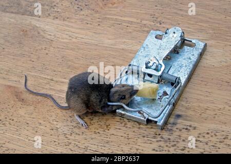 https://l450v.alamy.com/450v/2bp2637/mouse-killed-in-a-metal-mouse-trap-2bp2637.jpg