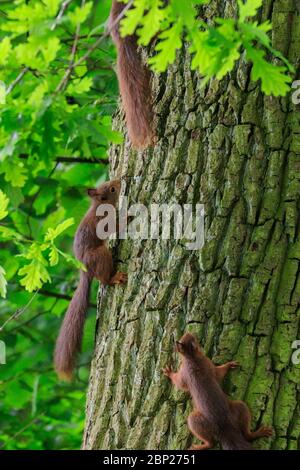 Hide and seek clearance squirrels