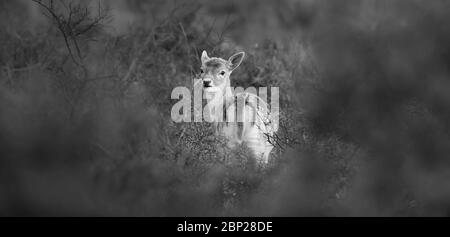 Zandvoort, Holland, Sunset on the Amsterdam Coast with a portrait of a European Fallow Deer doe hiding in foliage on a cold autumnal evening. Stock Photo