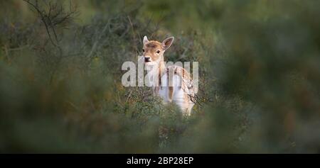 Zandvoort, Holland, Sunset on the Amsterdam Coast with a portrait of a European Fallow Deer doe hiding in foliage on a cold autumnal evening. Stock Photo