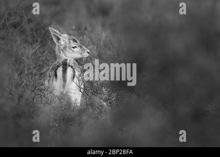 Zandvoort, Holland, Sunset on the Amsterdam Coast with a portrait of a European Fallow Deer doe hiding in foliage on a cold autumnal evening. Stock Photo