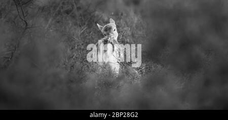 Zandvoort, Holland, Sunset on the Amsterdam Coast with a portrait of a European Fallow Deer doe hiding in foliage on a cold autumnal evening. Stock Photo