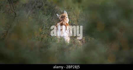 Zandvoort, Holland, Sunset on the Amsterdam Coast with a portrait of a European Fallow Deer doe hiding in foliage on a cold autumnal evening. Stock Photo