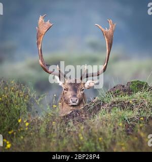 Male Fallow Deer resting & hidden in the dutch dune landscape foliage during autumn Stock Photo
