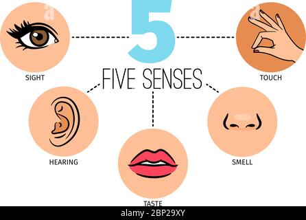 Five human senses. Hearing, smell, sight, taste and touch. Vector on ...